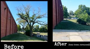 before and after tree work